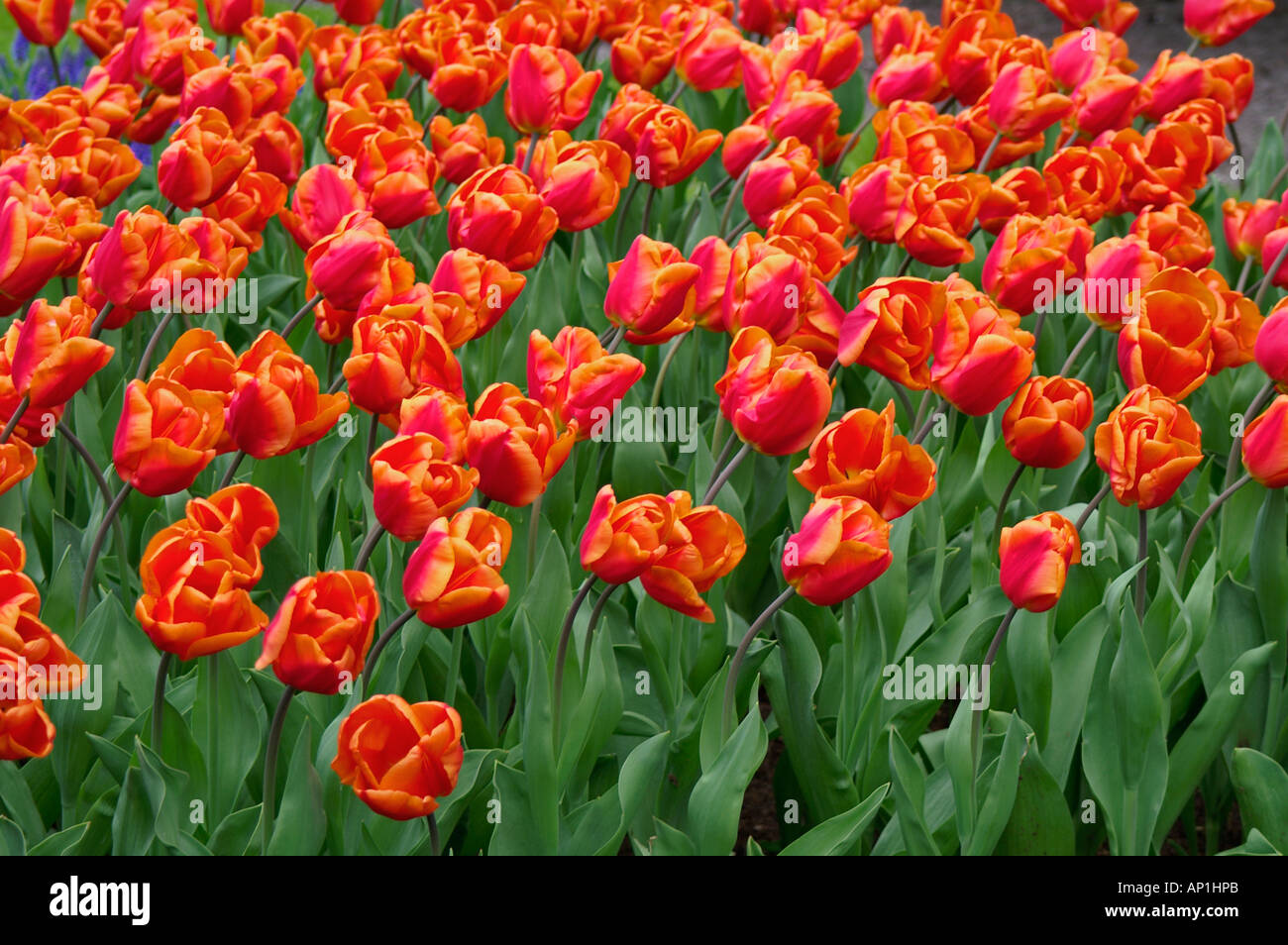 Tulip red orange Banque D'Images