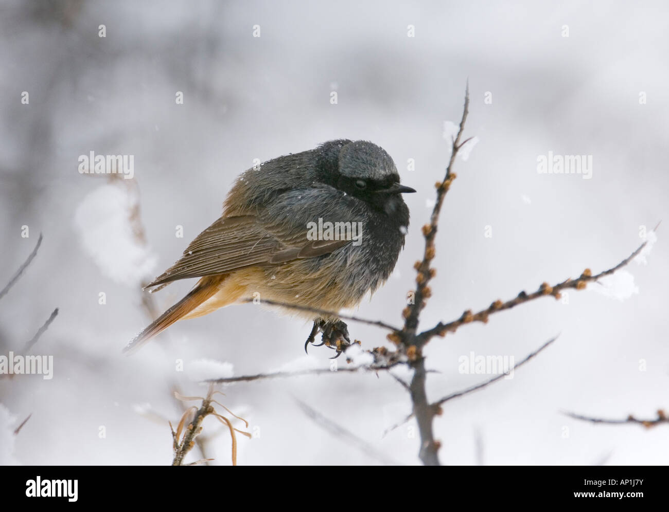 Rougequeue noir Phoenicurus ochruros ochruros mâles de la race Kazbegi Grand Caucase Géorgie Avril Banque D'Images