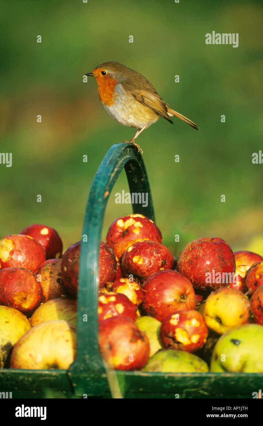 Erithacus rubecula aux abords perché sur la poignée du panier plein de pommes dans windfall jardin hiver Kent Banque D'Images Erithacus rubecula aux abords perché sur la poignée du panier plein de pommes dans windfall jardin hiver Kent Banque D'Images