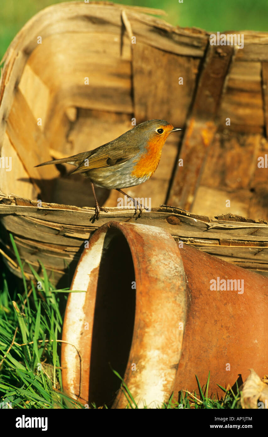 Erithacus rubecula aux abords du jardin d'hiver dans le Kent Banque D'Images Erithacus rubecula aux abords du jardin d'hiver dans le Kent Banque D'Images
