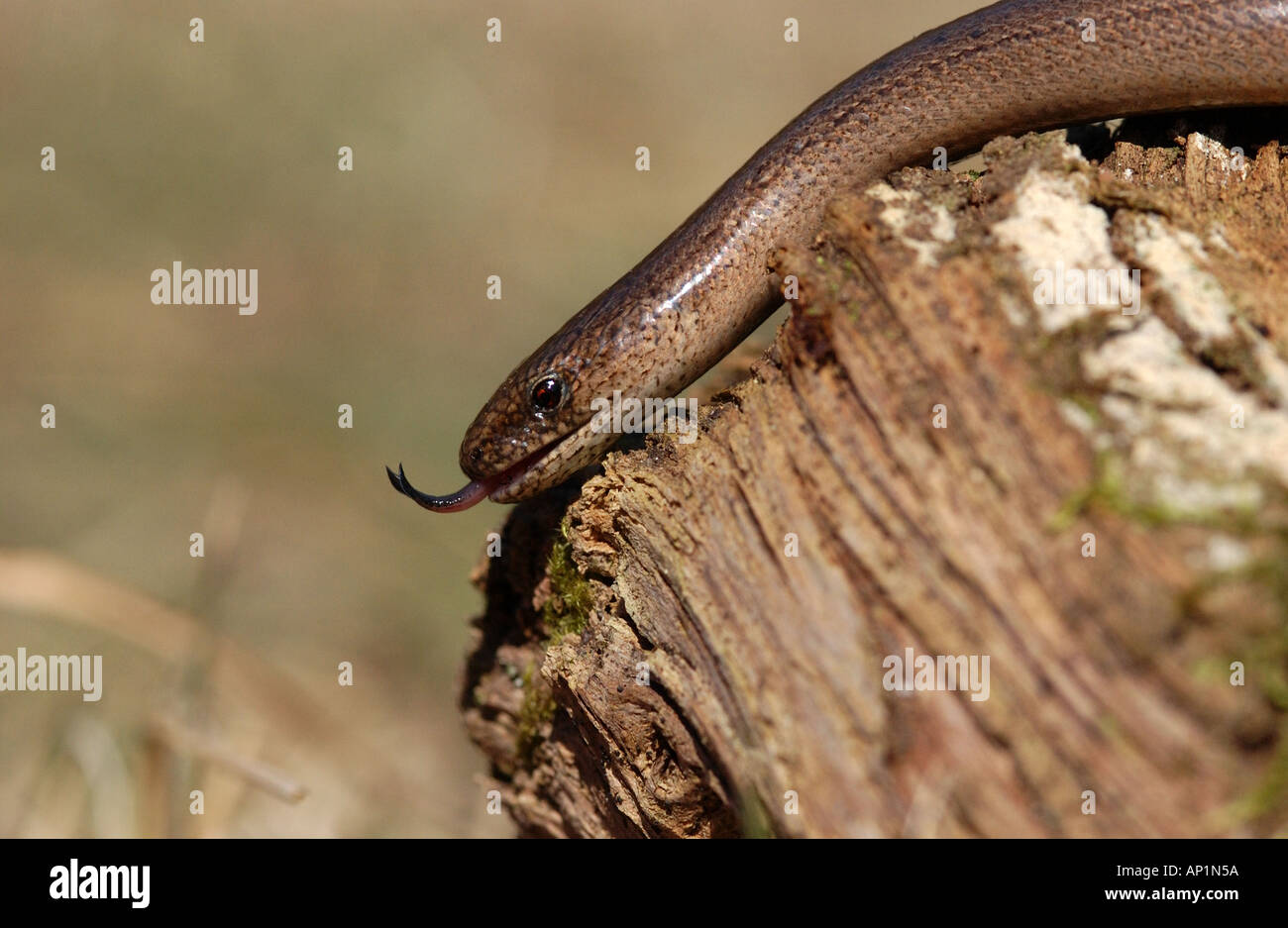 Ver lent Anguis fragilis avec langue UK Banque D'Images