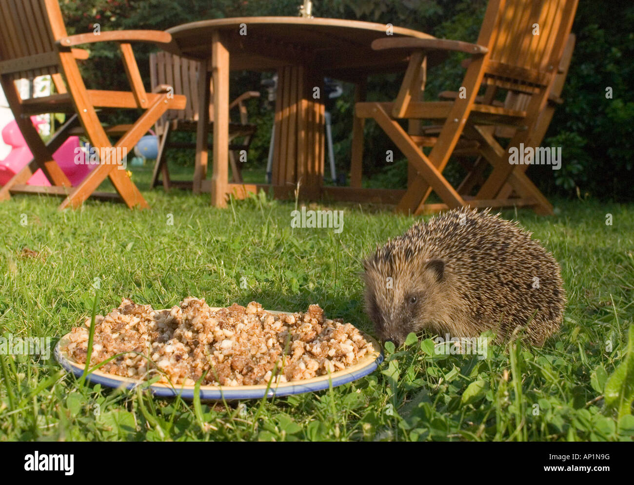 Jardin d'été Hedgehog dans Norfolk Banque D'Images