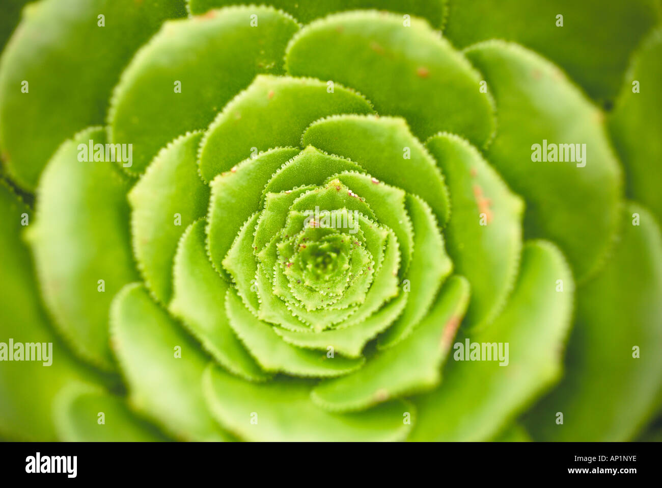 Rosette Sempervivum Botanic Gardens Glasgow Scotland UK Banque D'Images