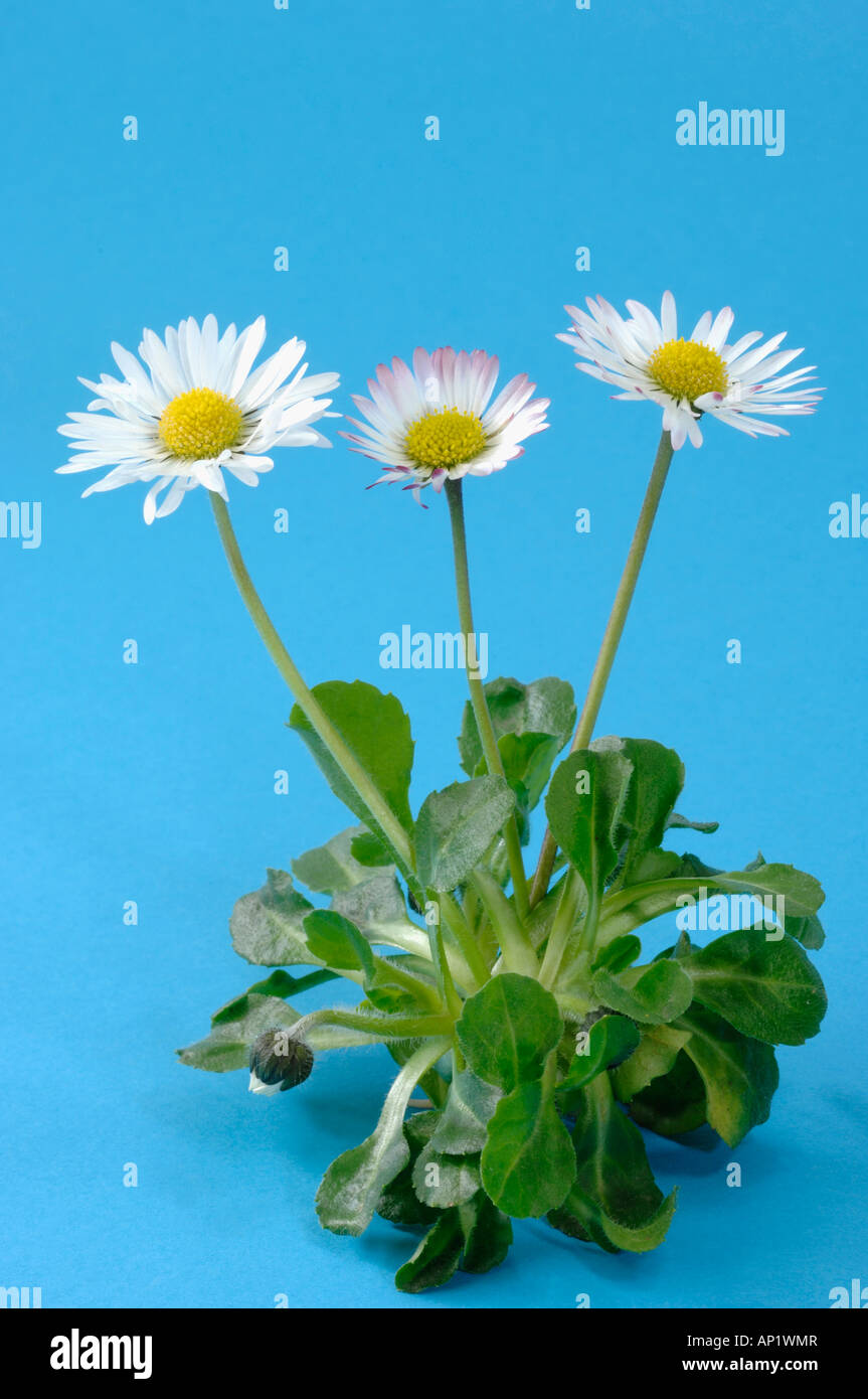Daisy (Bellis perennis) flowering plant studio photo Banque D'Images