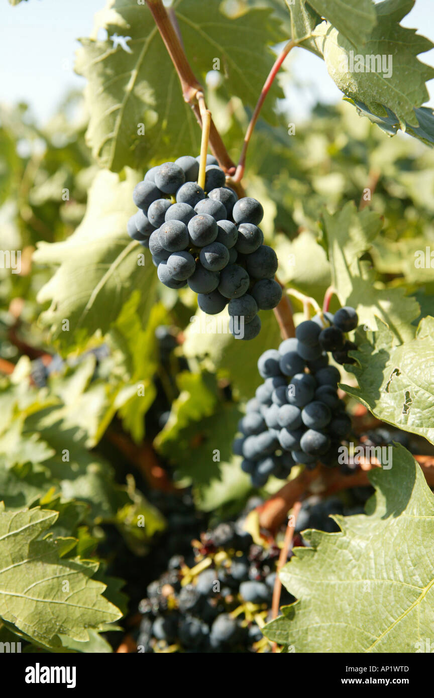 Vin, grapa, fruits, la vigne, la récolte, l'alcool, vert, raisin, tas,  l'agriculture, l'industrie, écologique Photo Stock - Alamy