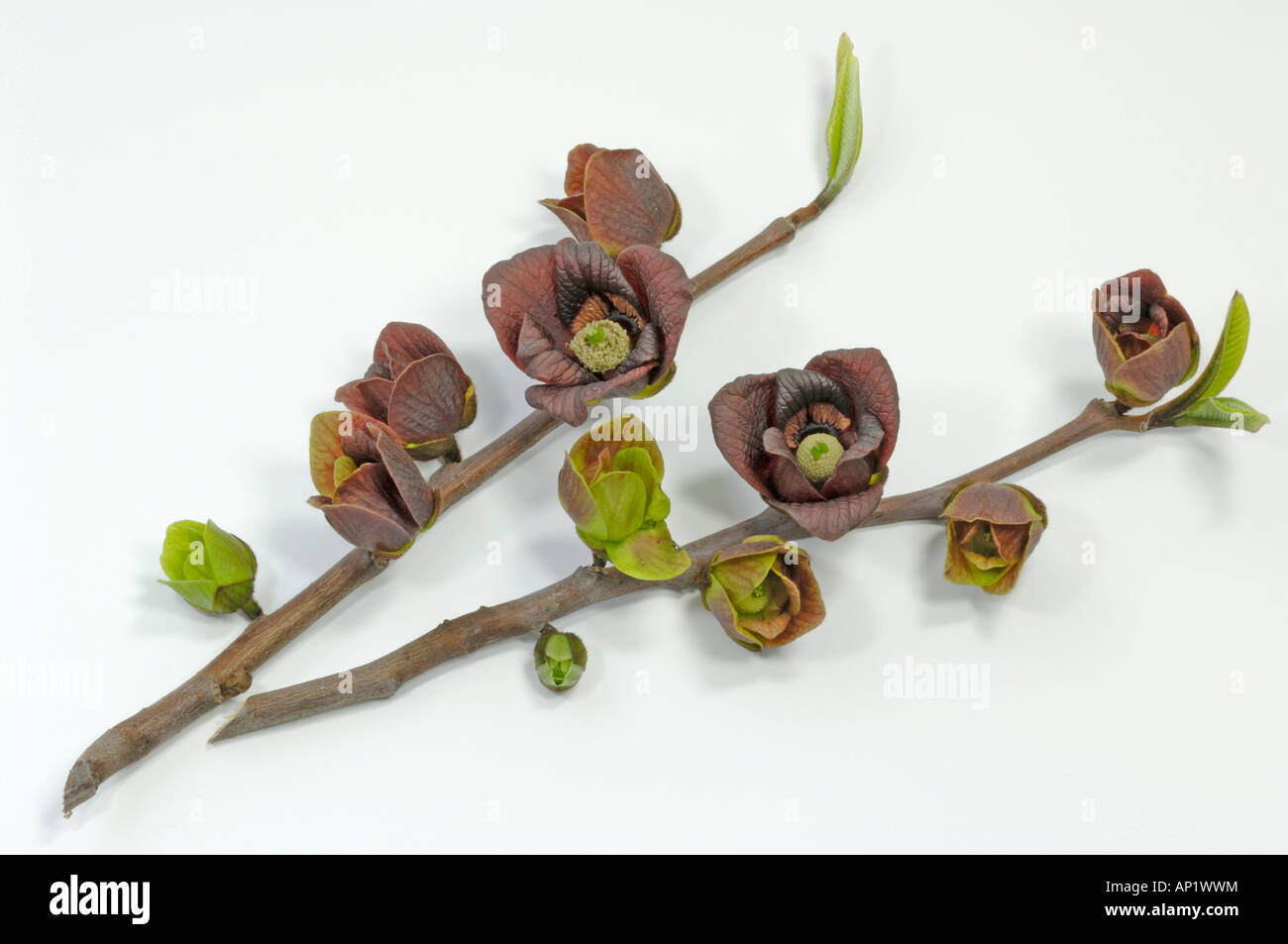 La papaye (Asimina triloba), la floraison des brindilles, studio photo Banque D'Images