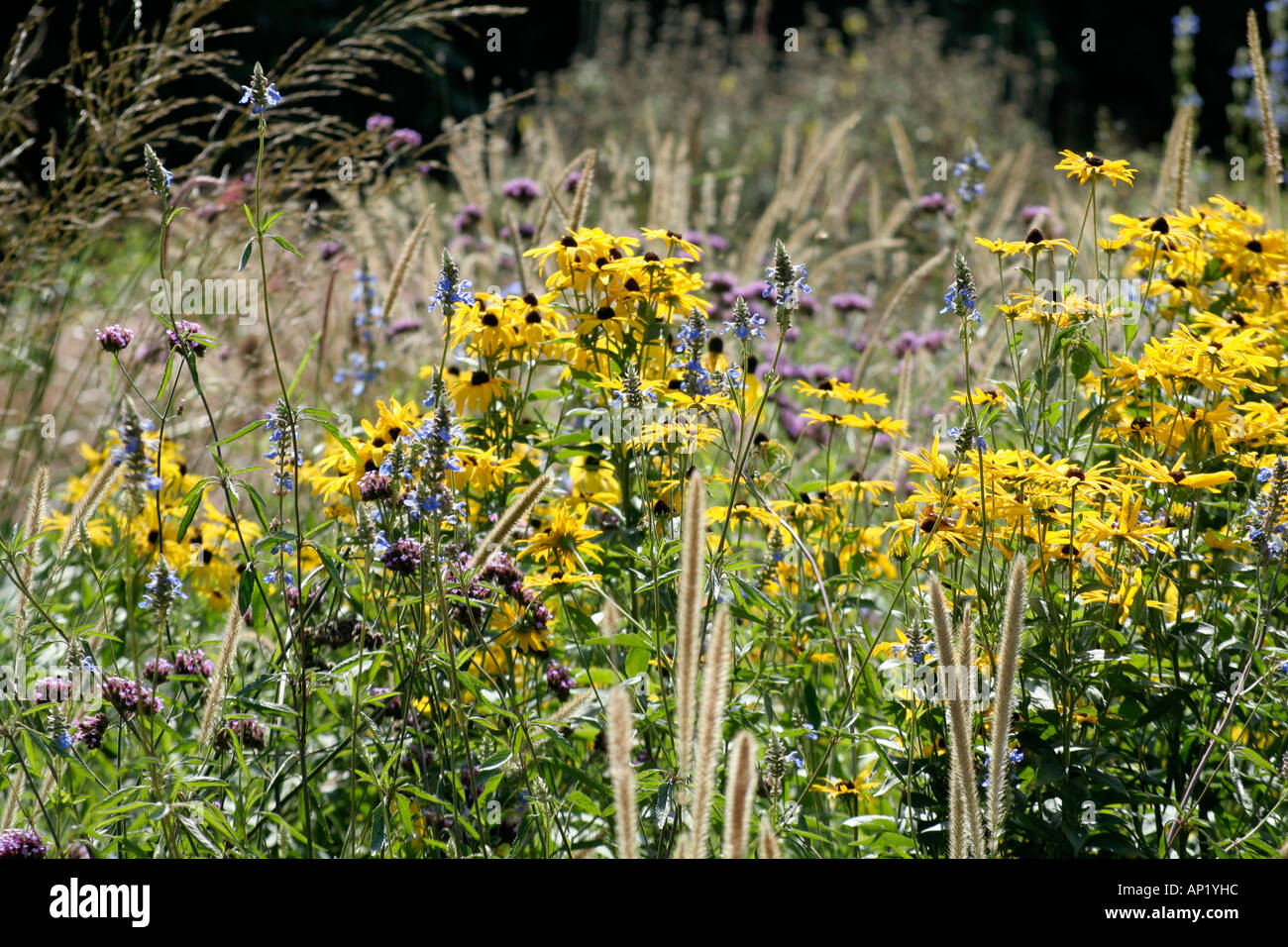 Pennisetum macrourum Rudbeckia subtomentosa caméra plus proche et verveine bonariensis Salvia uliginosa Banque D'Images