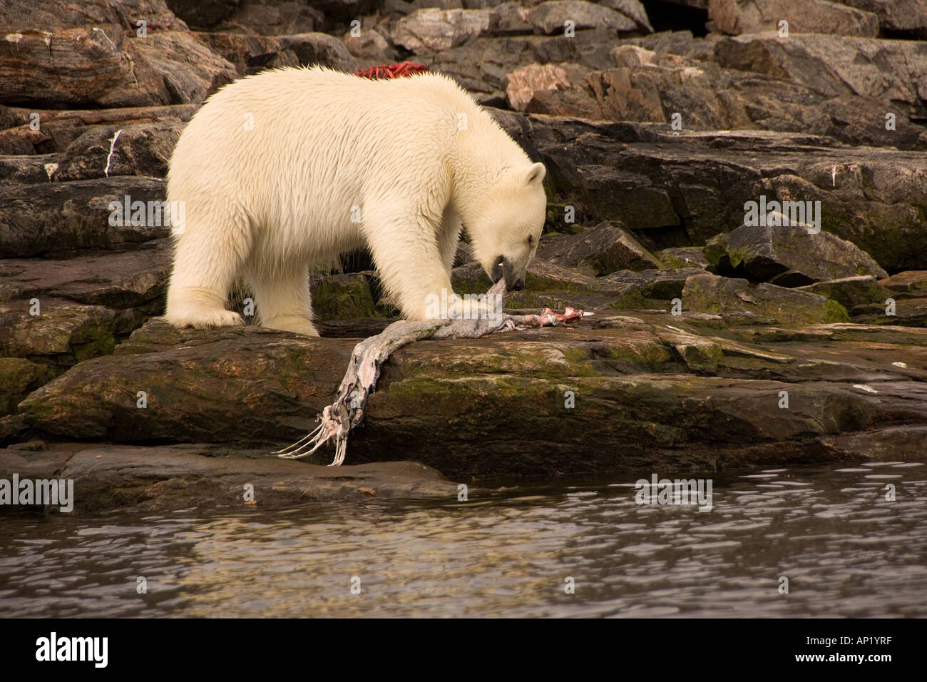 L'alimentation de l'ours polaire sur une carcasse d'étanchéité Labrador Canada Banque D'Images