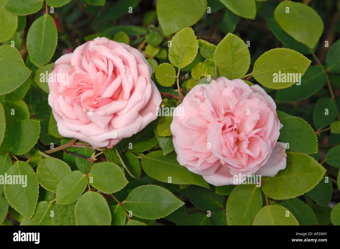 Bourbon Rose (Rosa Borbonica), variété : Martha, fleurs Banque D'Images