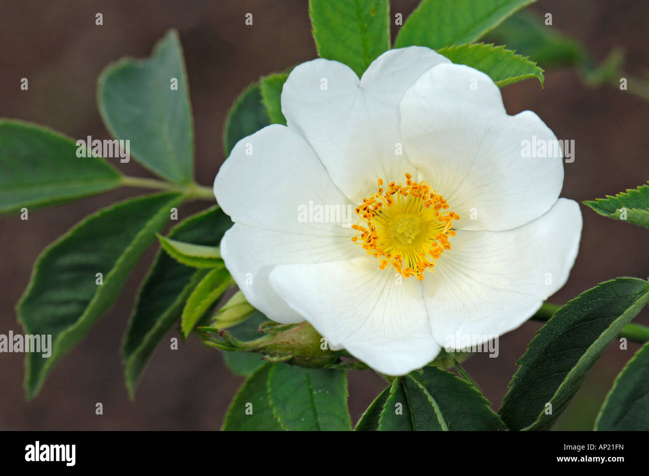 Rose (Rosa moyesii variété Nevada) flower Banque D'Images