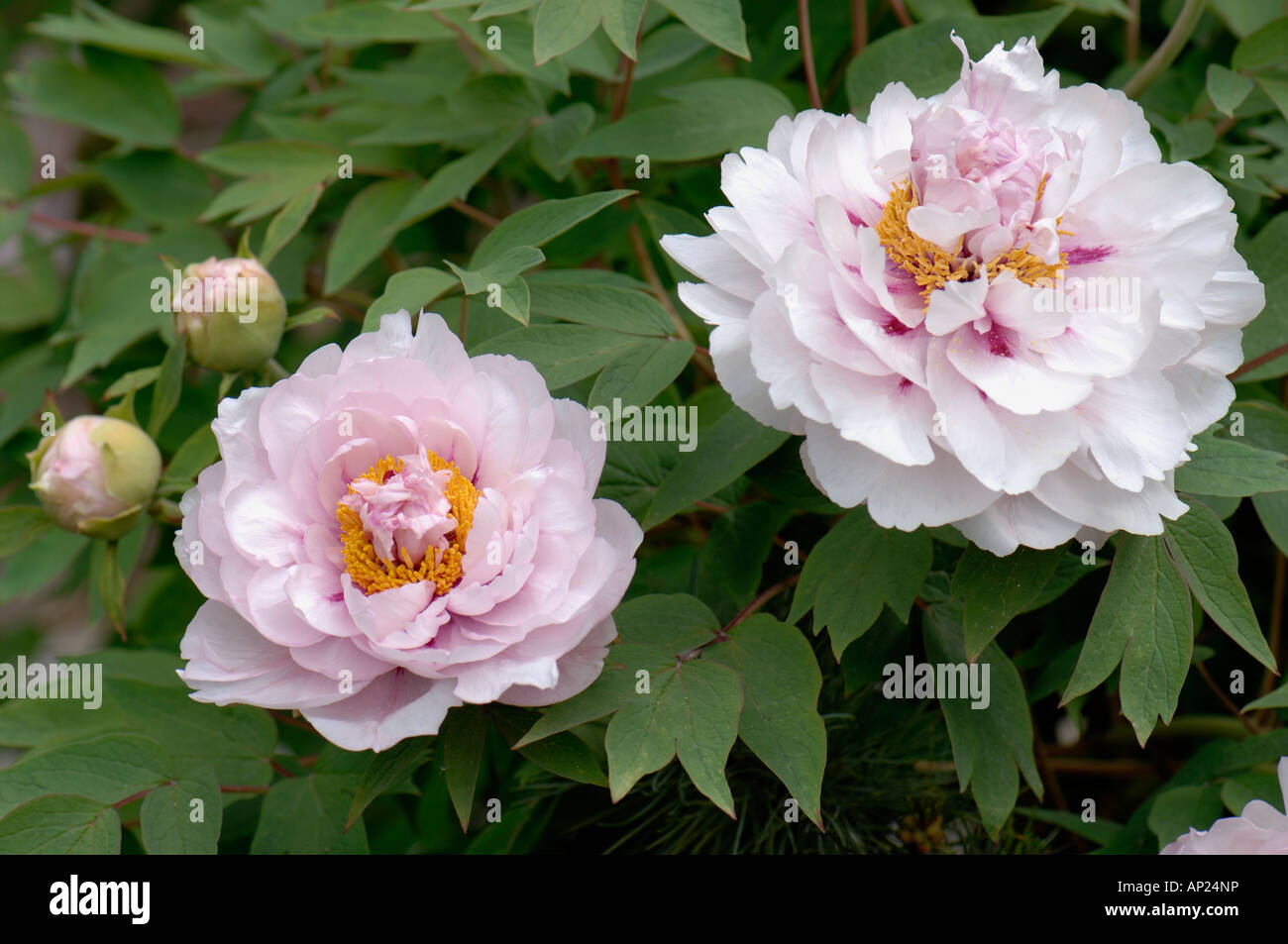 Pivoine arbustive (Paeonia x suffructicosa variété blanche de son), fleurs  Photo Stock - Alamy