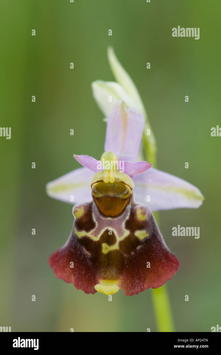 Bumble bee orchid ophrys holoserica Banque D'Images