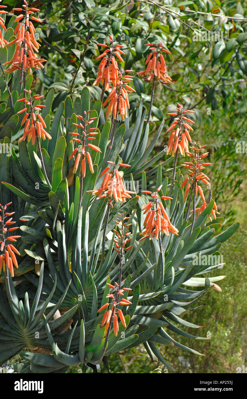 Fan Aloe (Aloe plicatilis), flowering plant Banque D'Images
