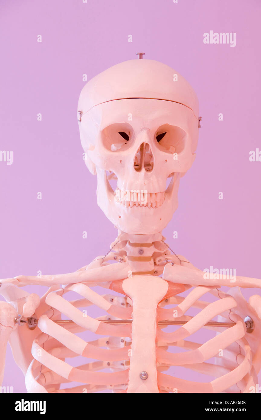 Un squelette humain dans une pose réfléchie Banque D'Images