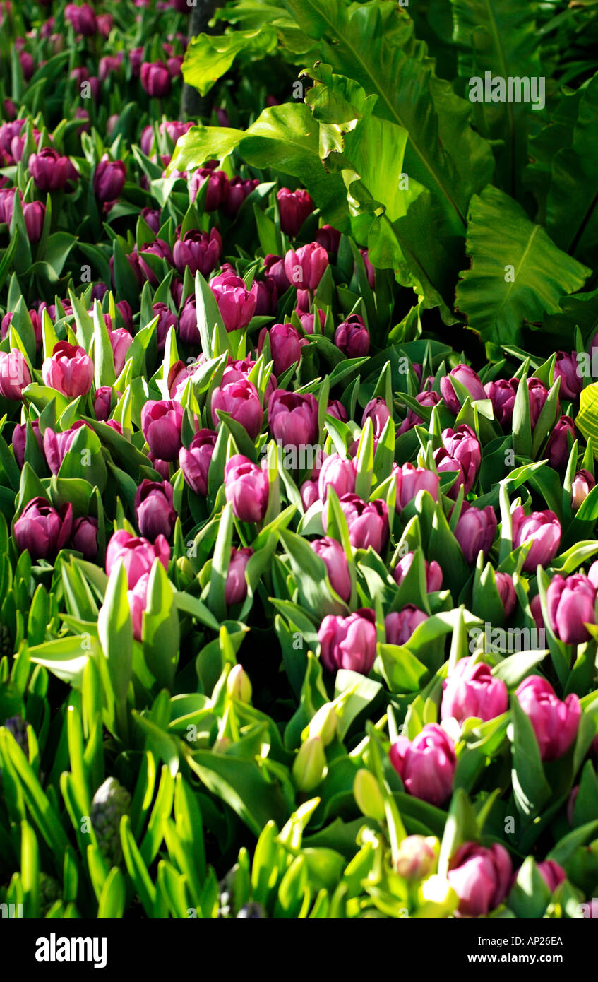 Tulipes pourpres Banque D'Images