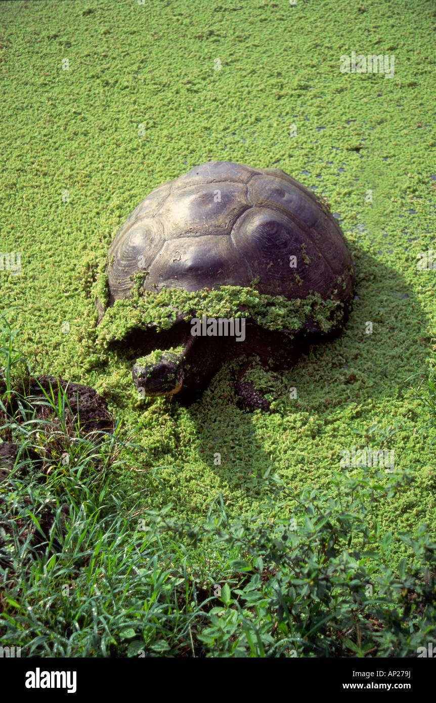 Dans les Galapagos Tortise géant Banque D'Images