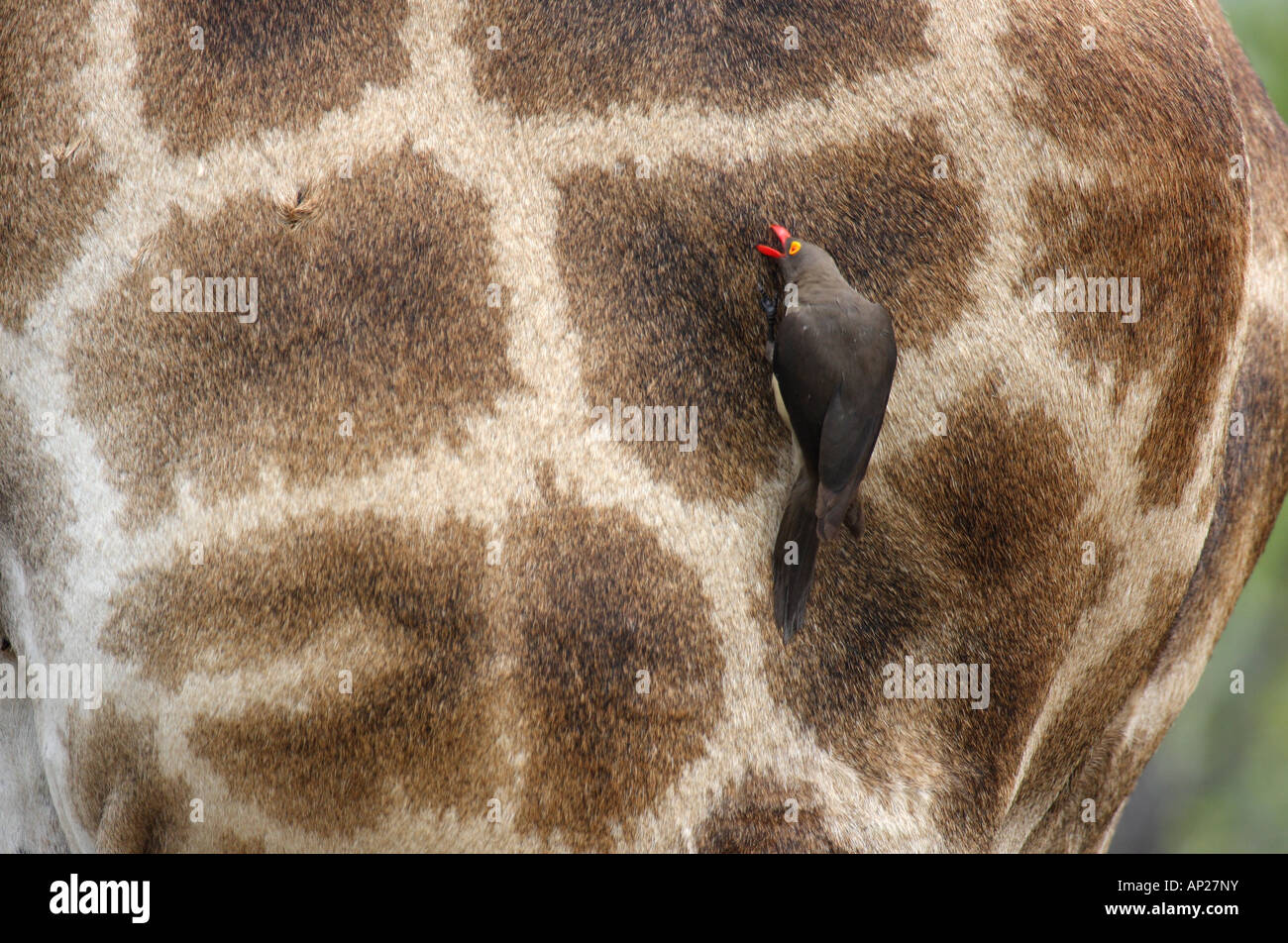 Girafe, Giraffa camelopardalis, avec redbilled oxpecker, baphagus africanus Banque D'Images