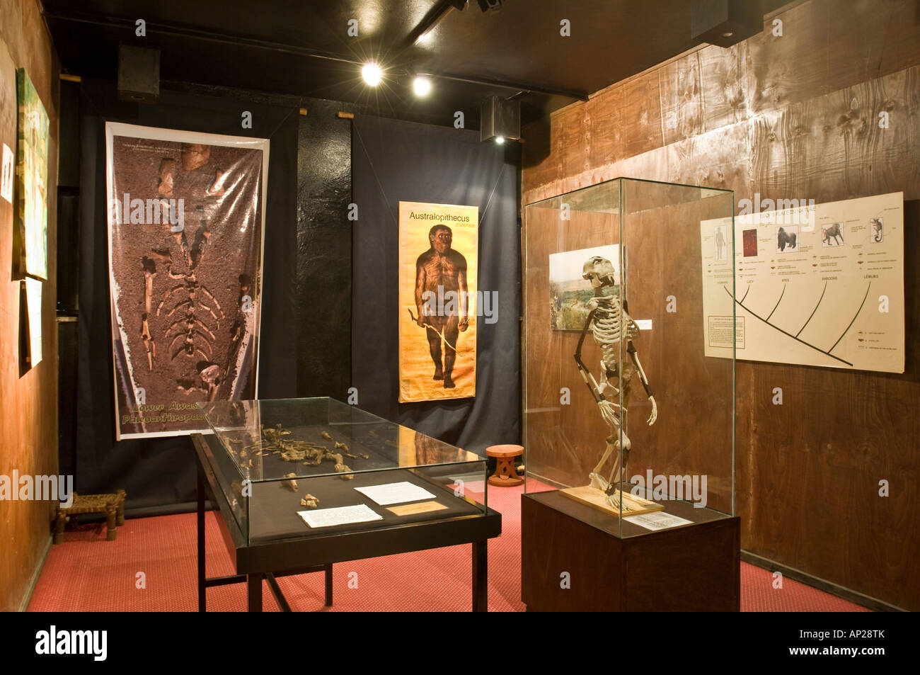 Le squelette de "Lucy" installé dans le musée national d'Addis Abeba. Banque D'Images