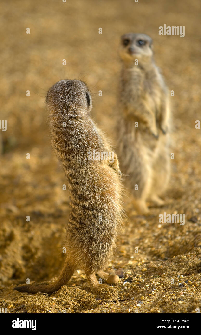Les suricates ou SURICATES Suricata suricatta Banque D'Images