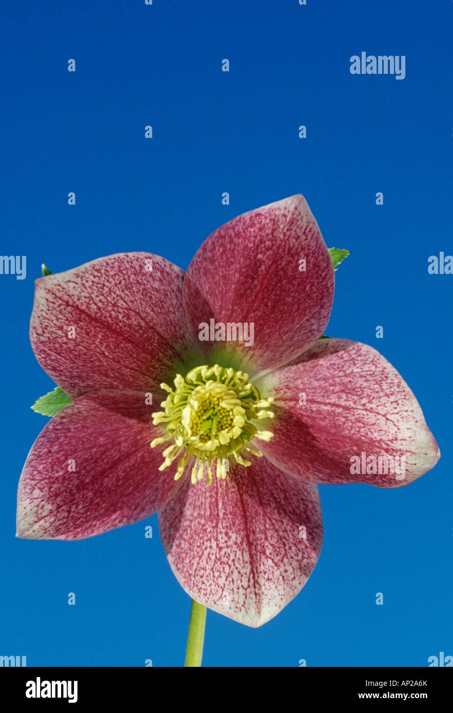 Lenten rose Hillier rose et blanc hybride Banque D'Images