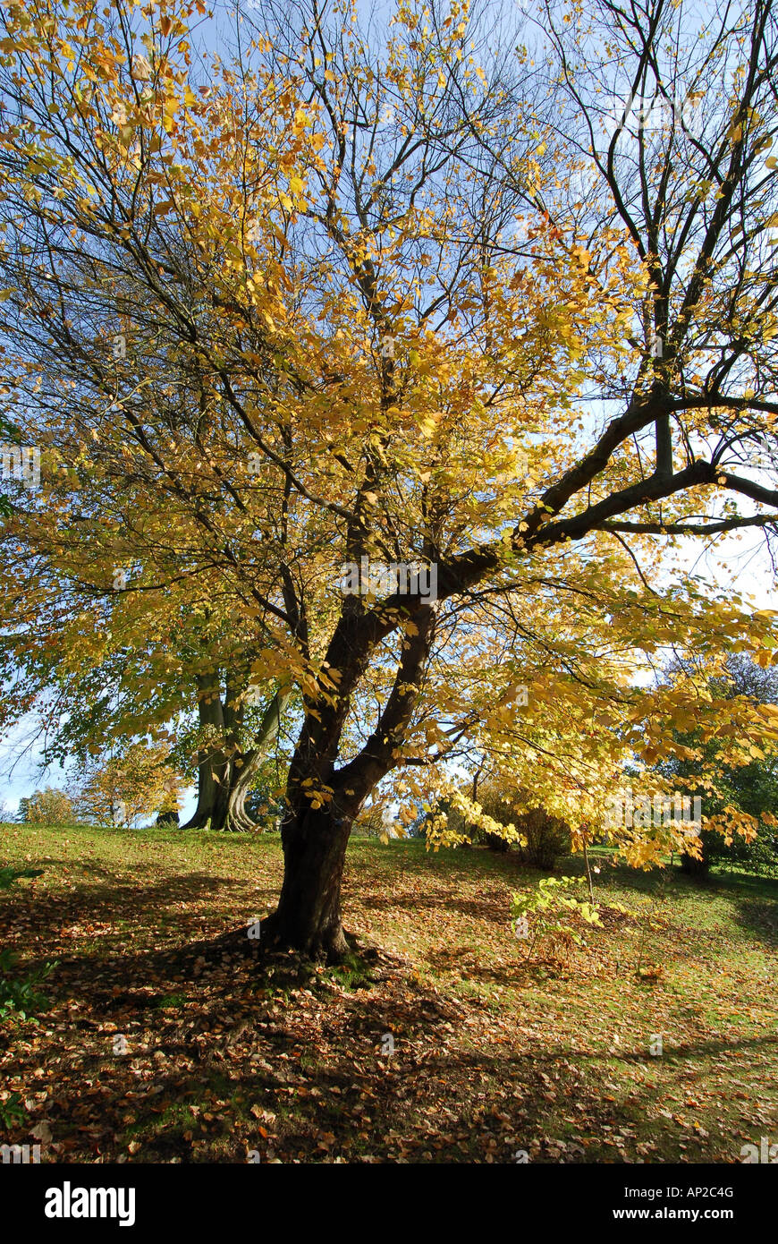 Foilage coloré d'automne dans le groungs de wakehurst place West Sussex Banque D'Images
