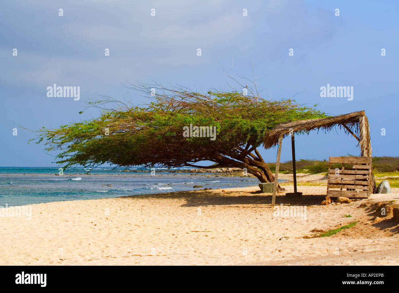 Divi Divi tree et cabane sur Manchebo beach Aruba Banque D'Images