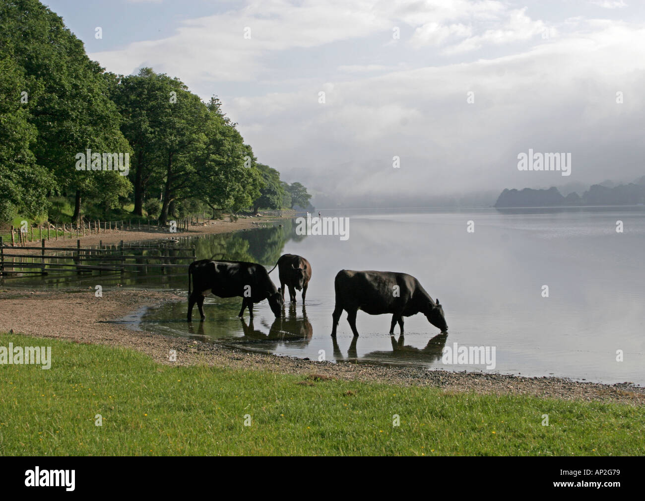 Sur l'eau potable les vaches de Coniston, Lake District Banque D'Images