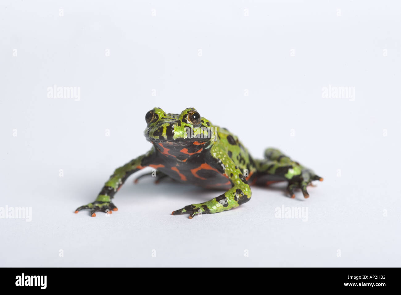 Ventre feu Bombina orientalis crapaud Banque D'Images