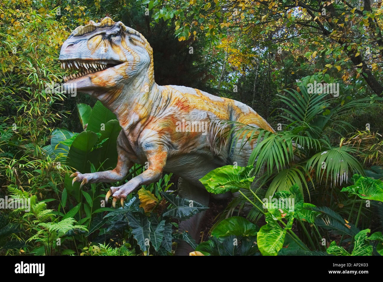 L'Allosaurus du Jurassique tardif Growes à une longueur jusqu'à 39 pieds et jusqu'à 2 tonnes pondérées était un carnivore appartenait Banque D'Images