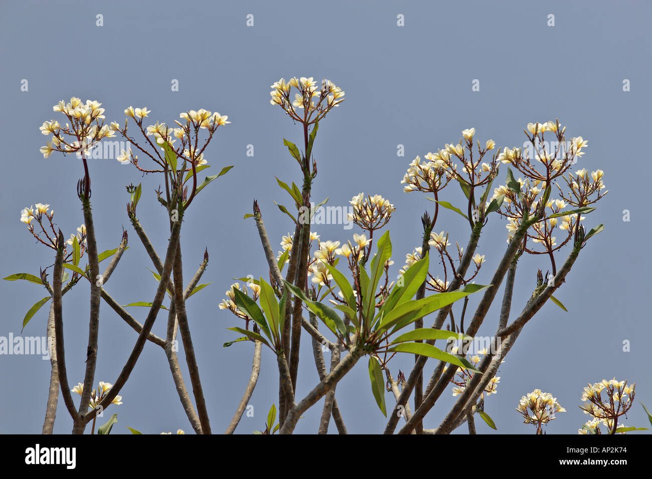 AAD72383 Temple tree Apocynaceae Plumeria acutifolia ou acuminala Banque D'Images