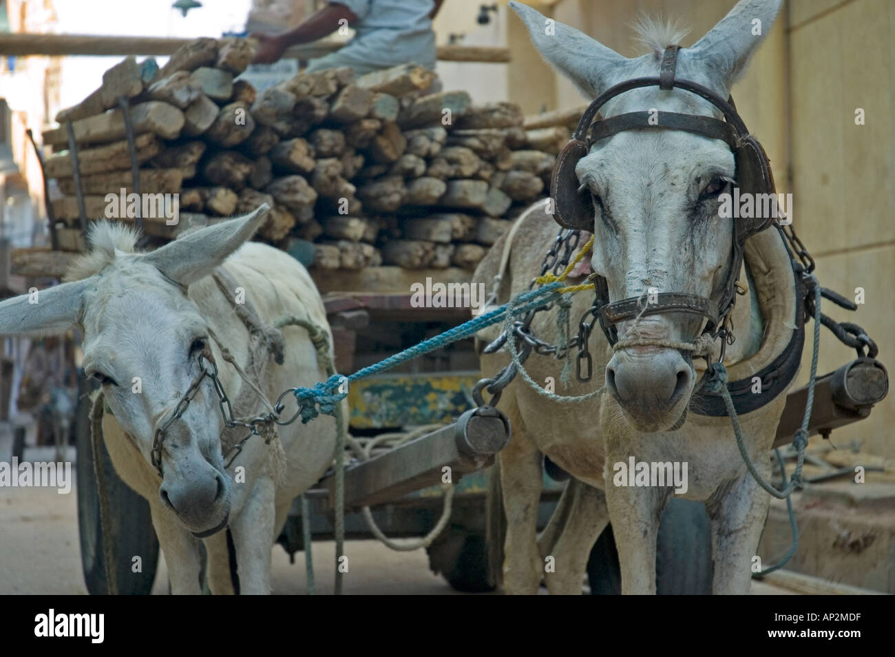 Ane au travail sur street, Luxor, Haute Egypte, Moyen-Orient DSC 4453 Banque D'Images