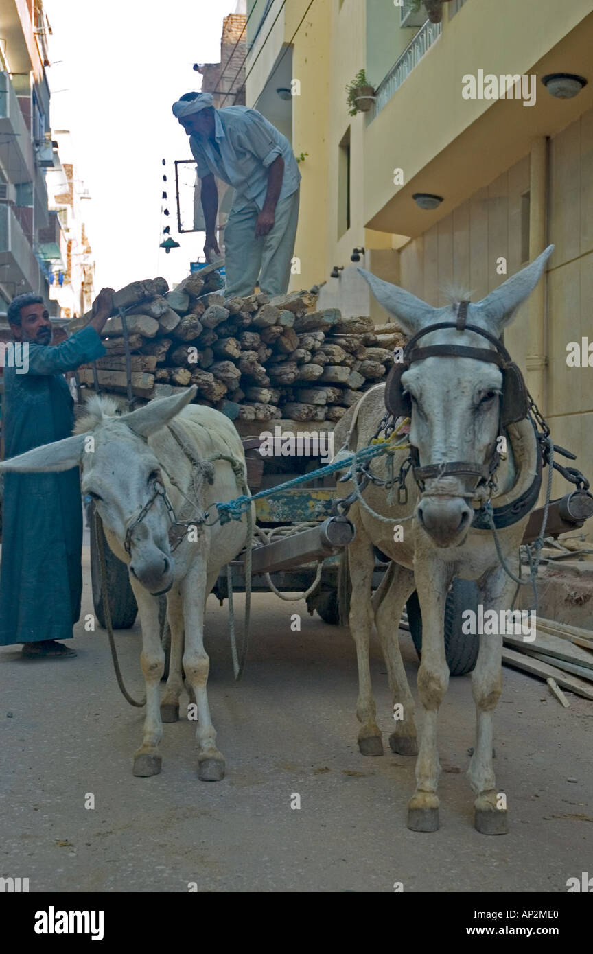 Ane au travail sur street, Luxor, Haute Egypte, Moyen-Orient DSC 4454 Banque D'Images