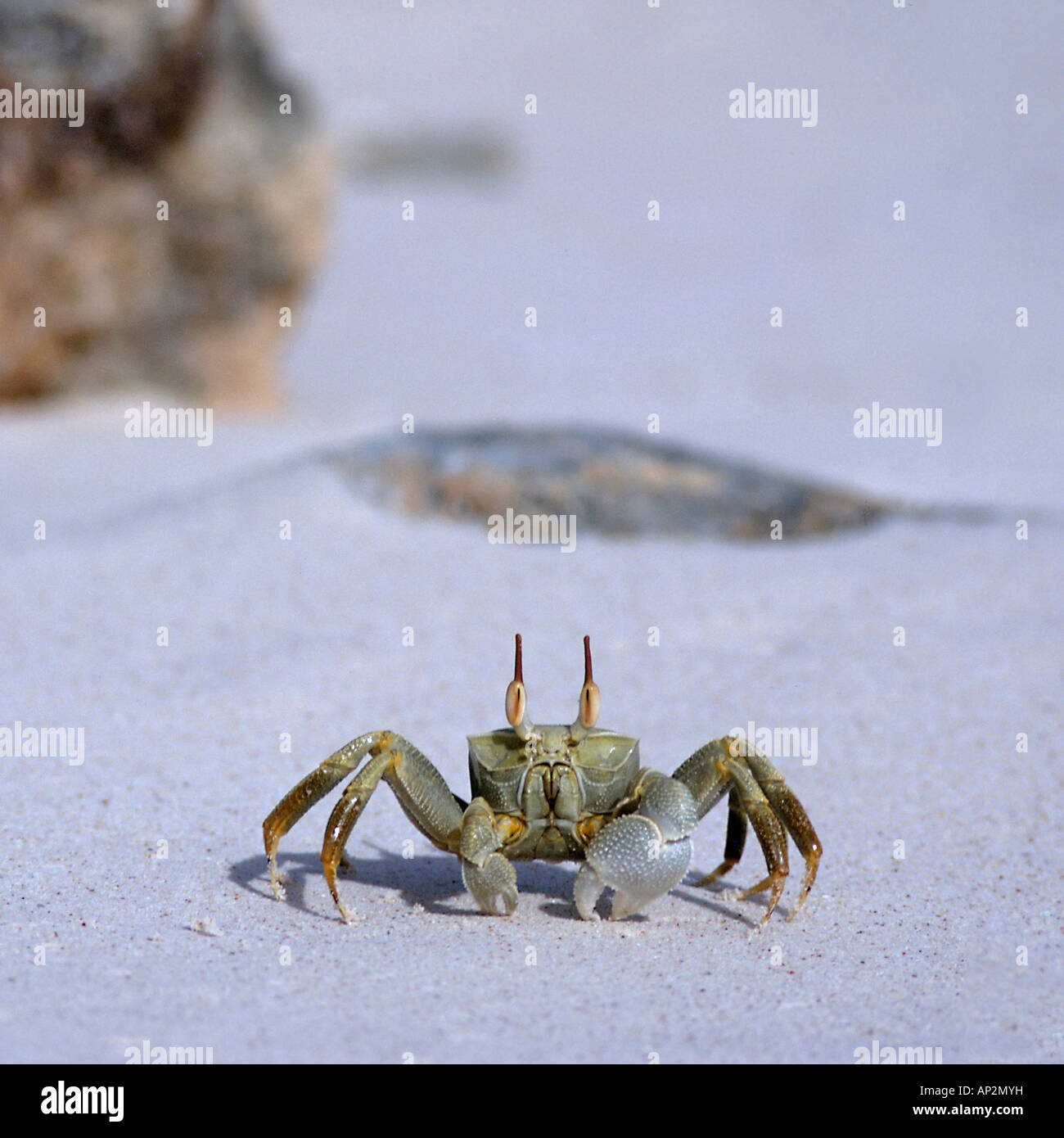 Le crabe fantôme Ocypode ceratopthalma avec les yeux sur les tiges sur plage de sable Seychelles Banque D'Images