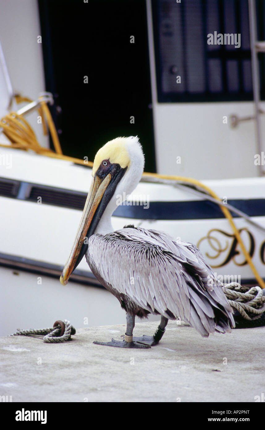 Pelican, South Beach, Miami, Floride, USA Banque D'Images Pelican, South Beach, Miami, Floride, USA Banque D'Images