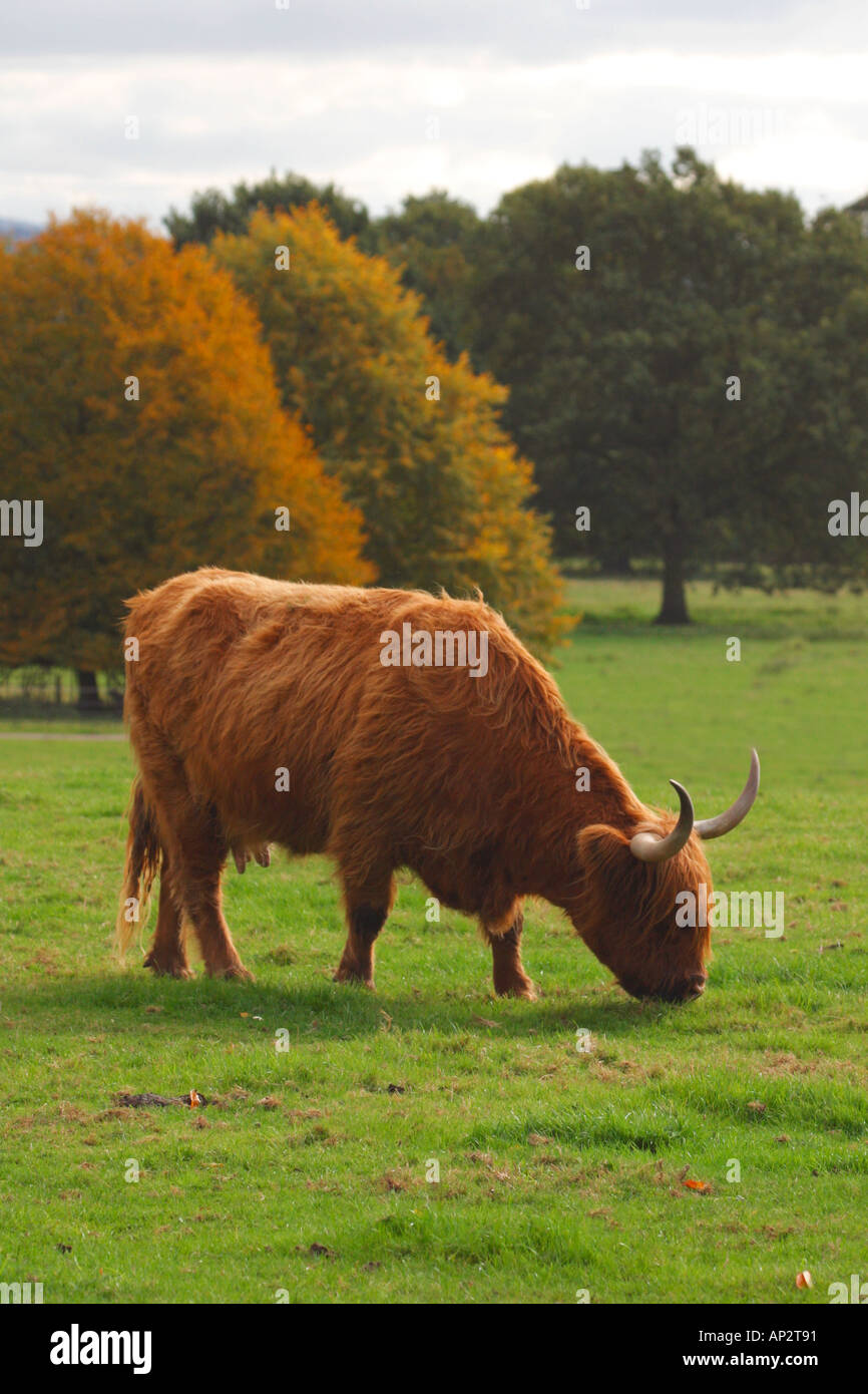 Vache Highland cattle english meadow automne England UK Royaume-Uni Grande-Bretagne Europe EU Banque D'Images