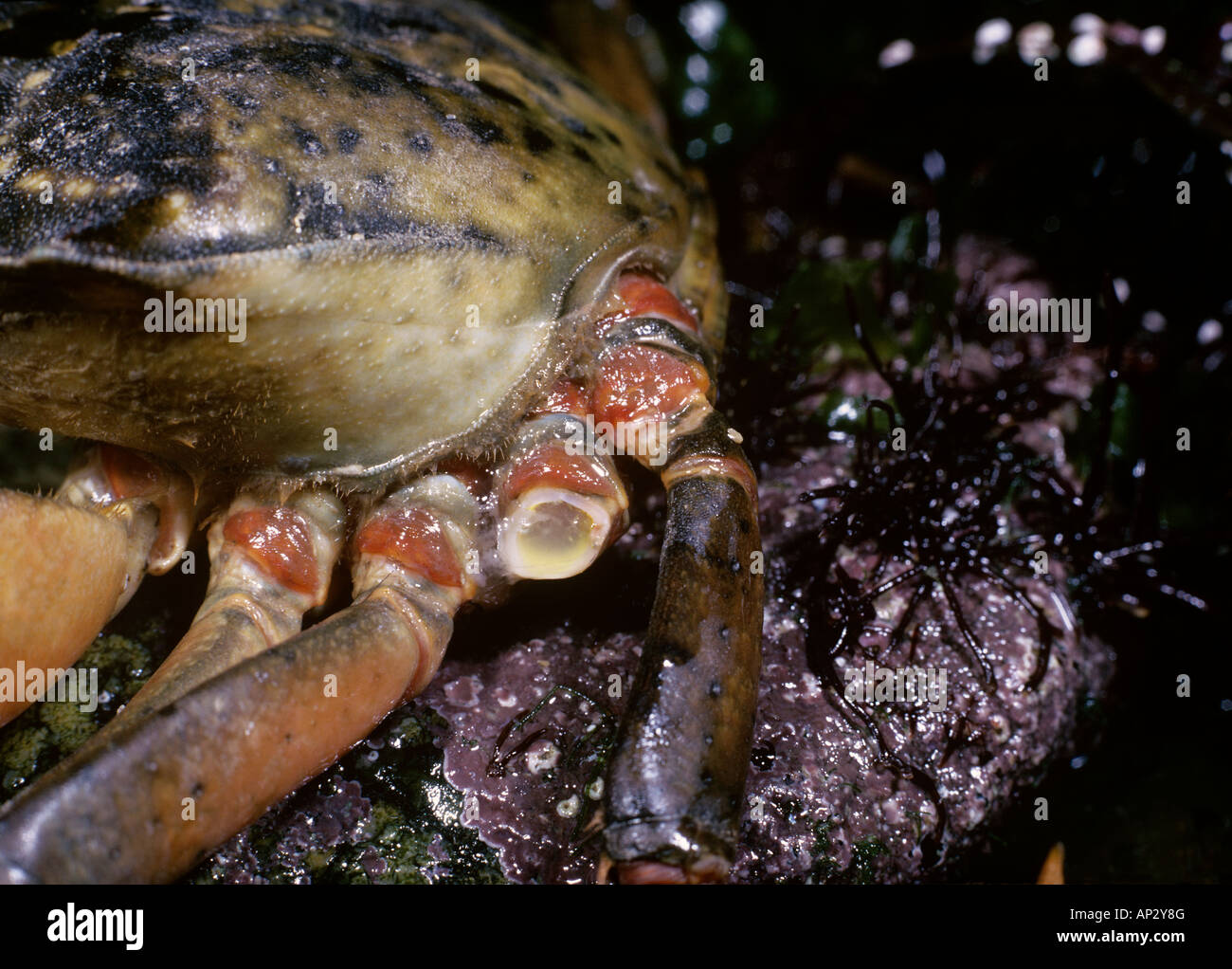 Crabe Carcinus maenas jambes montrant un disparues à la suite de l'autotomie Banque D'Images