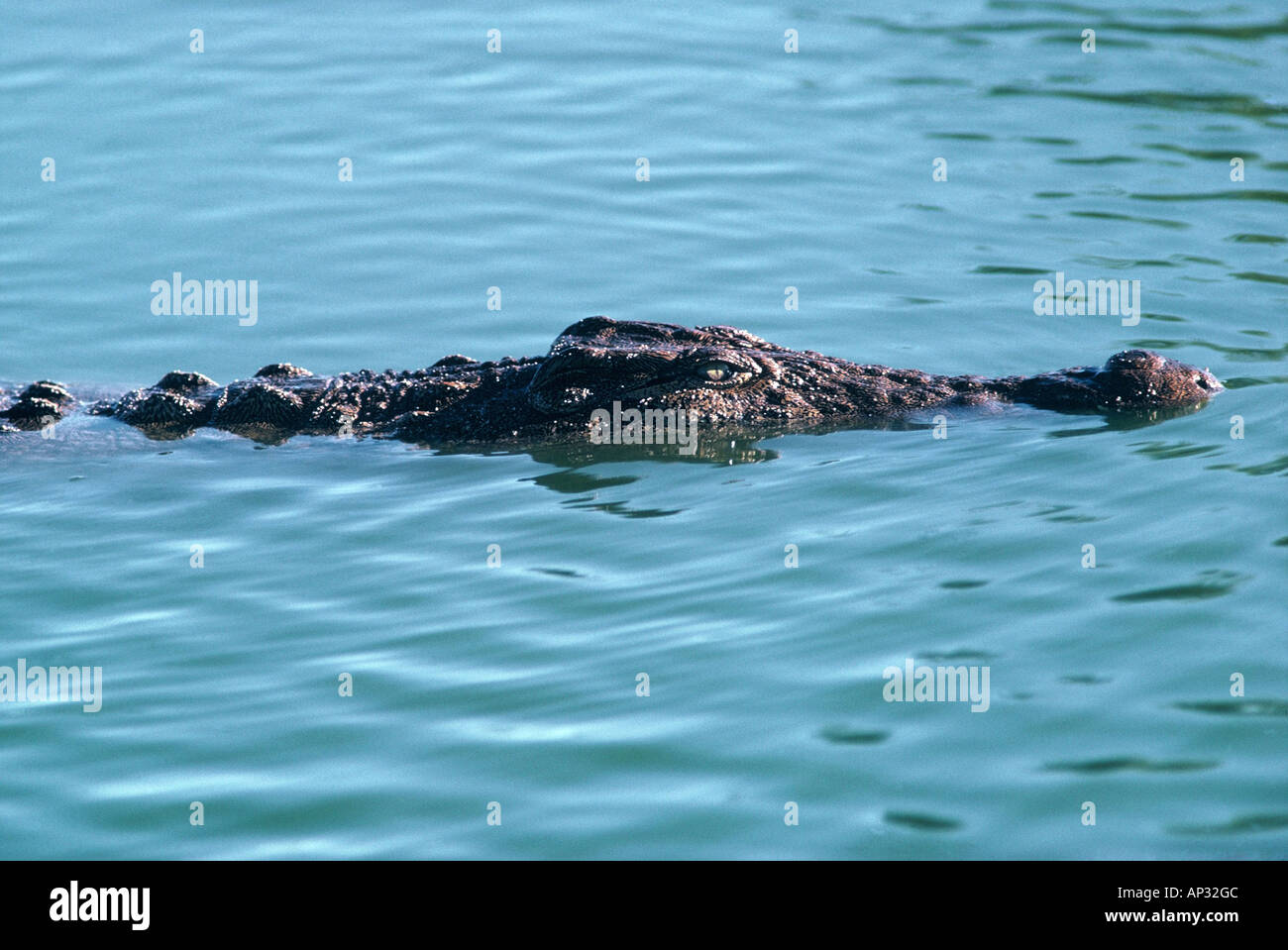 Crocodile du Nil Crocodylus niloticus Banque D'Images
