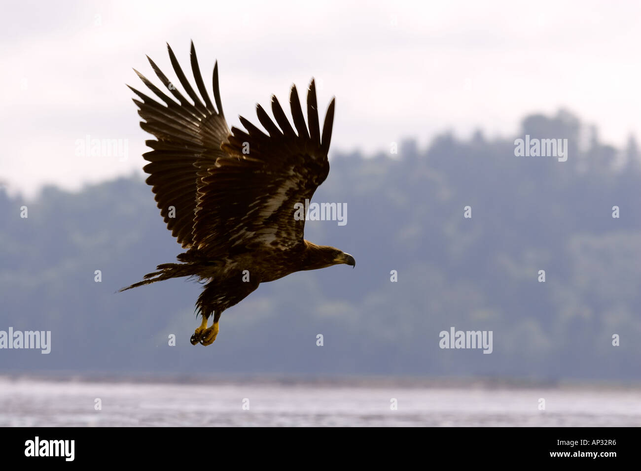 Bald Eagle flying Banque D'Images