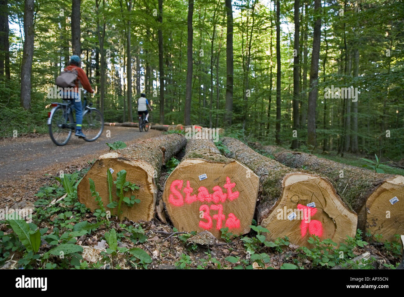 Les cyclotouristes en allemand forêt dans la région de l'Eifel, bois abattu, Rhénanie-Palatinat, Allemagne Banque D'Images