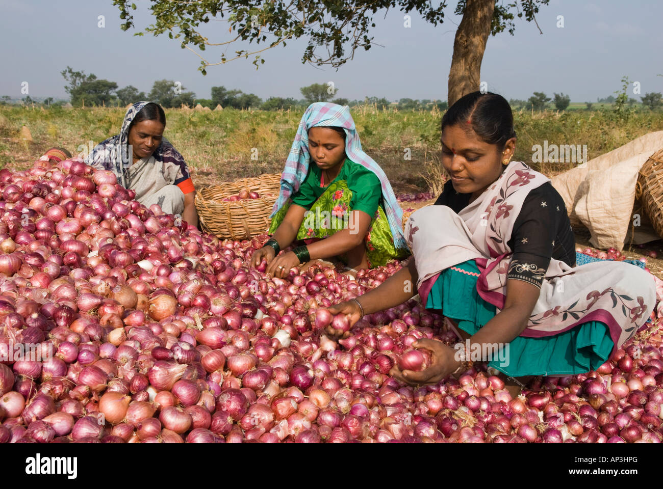 Oignons rouges tri zone Bagalkot Karnataka Inde Banque D'Images