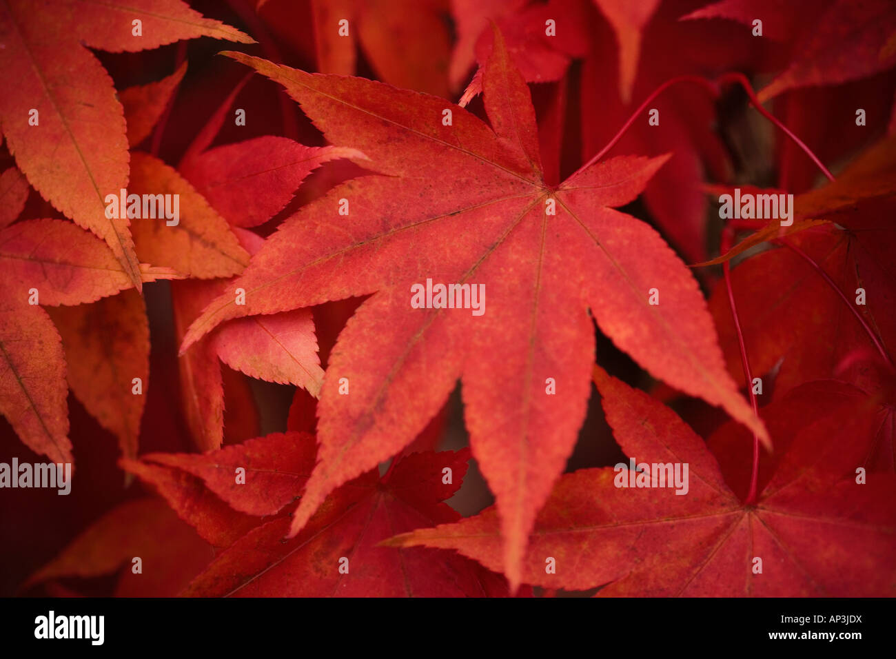 Japanese maple acer tree en détail Banque D'Images