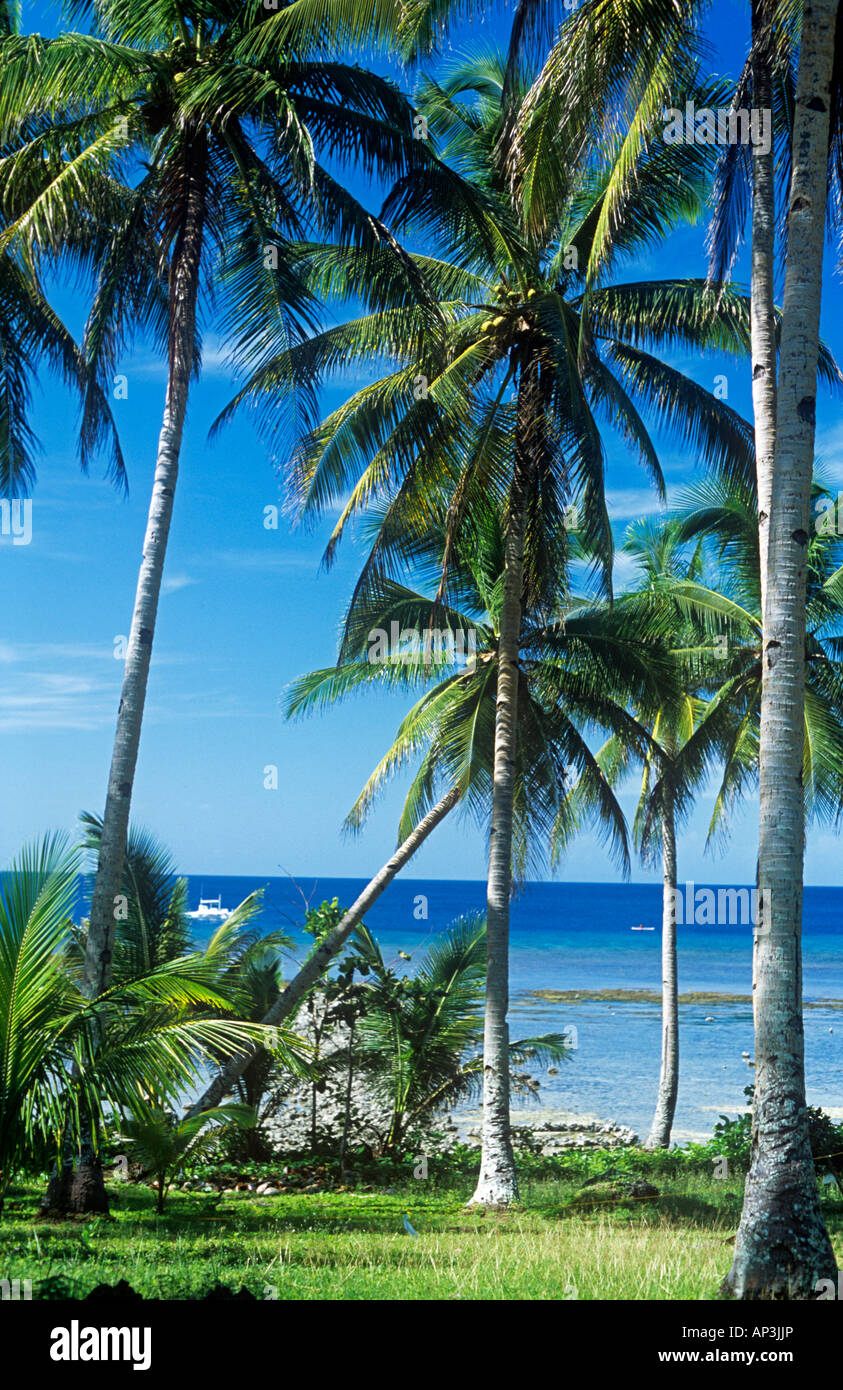 Palmiers sur la plage Banque D'Images