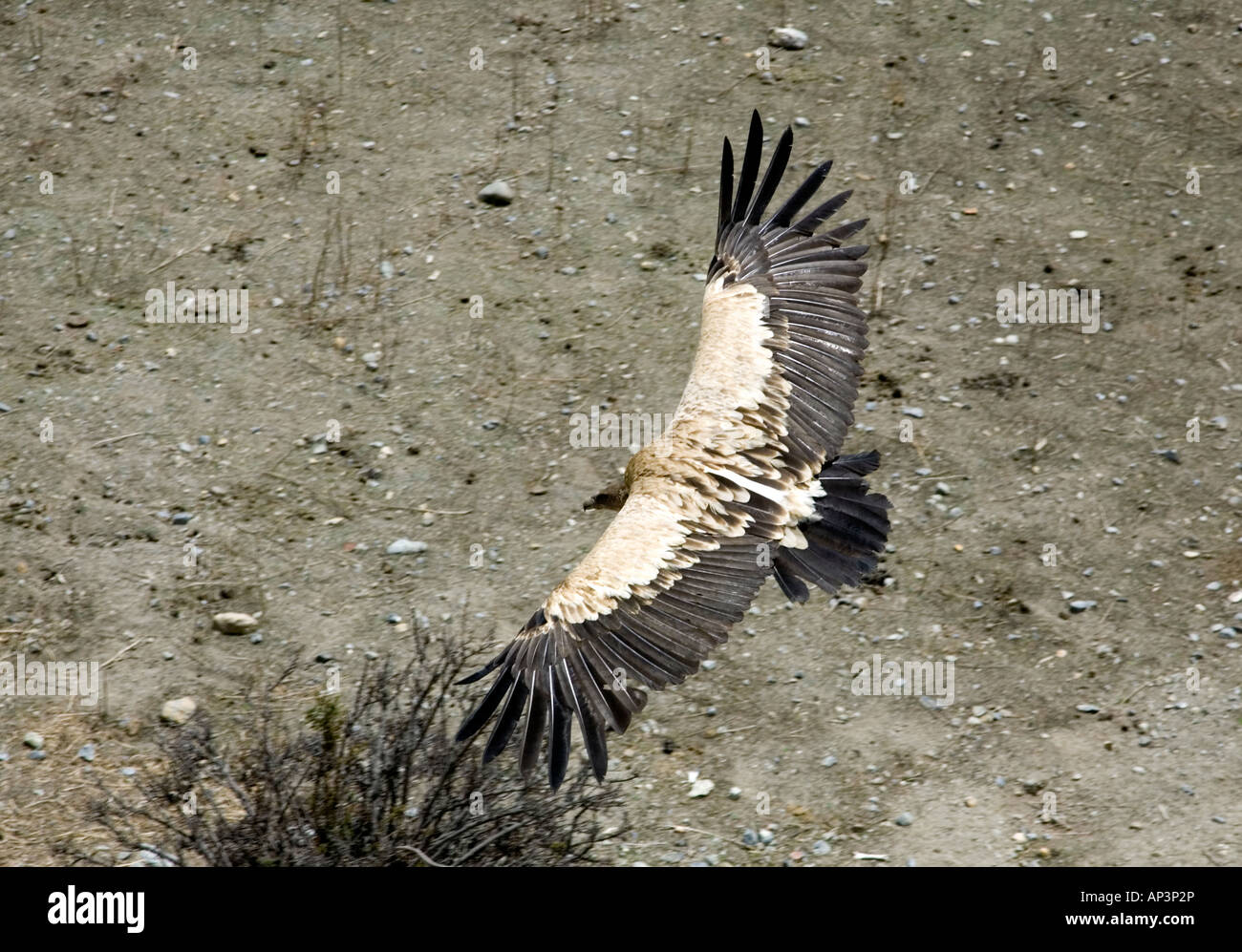 Himalayan Griffon Vulture. Gyps himalayensis. Bhraka proche village. Circuit de l'Annapurna trek. Le Népal Banque D'Images