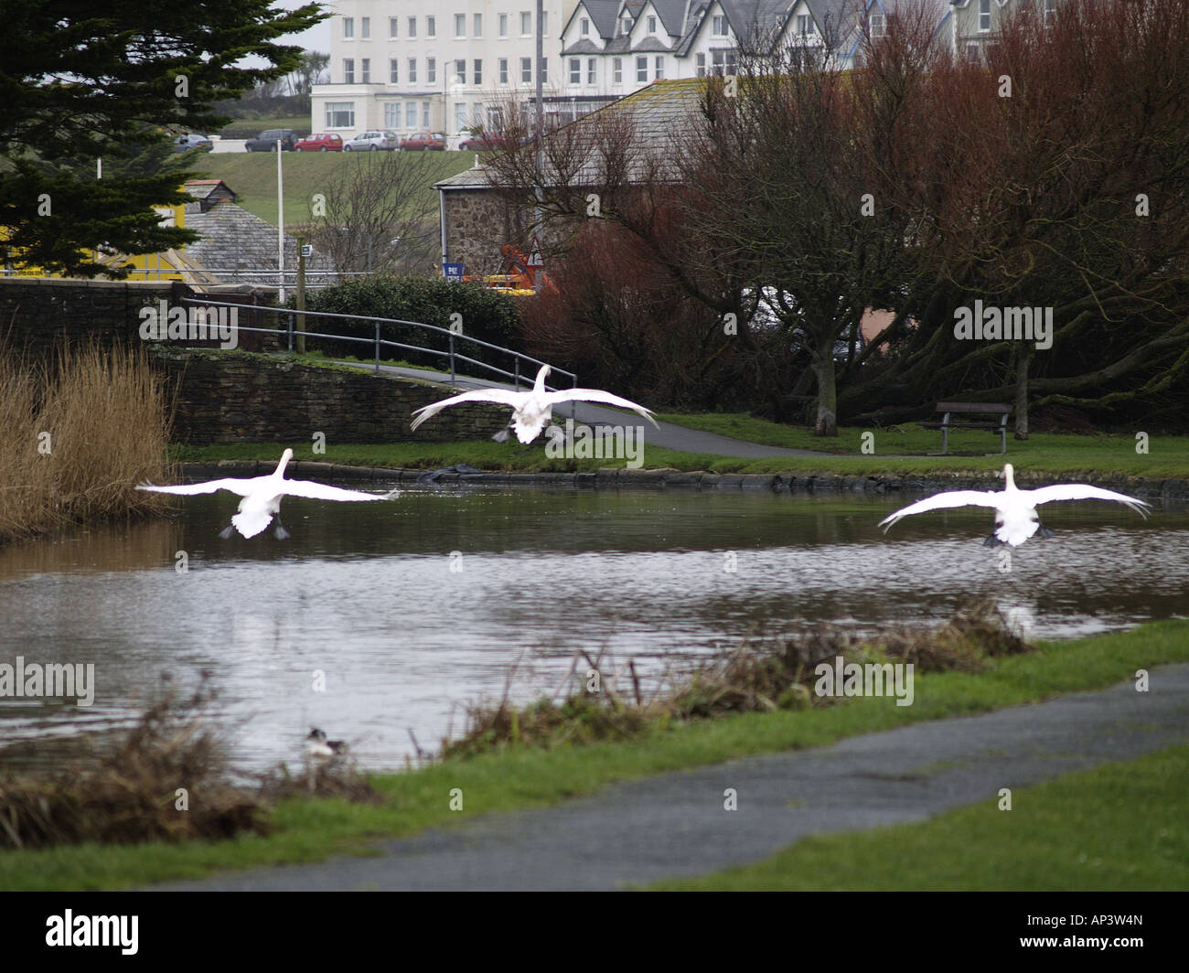 Trois cygnes en venant se poser sur le Canal de Bude, Cornwall, UK Banque D'Images