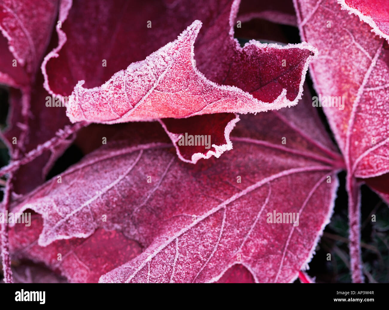 Givre sur une feuille d'érable Banque D'Images