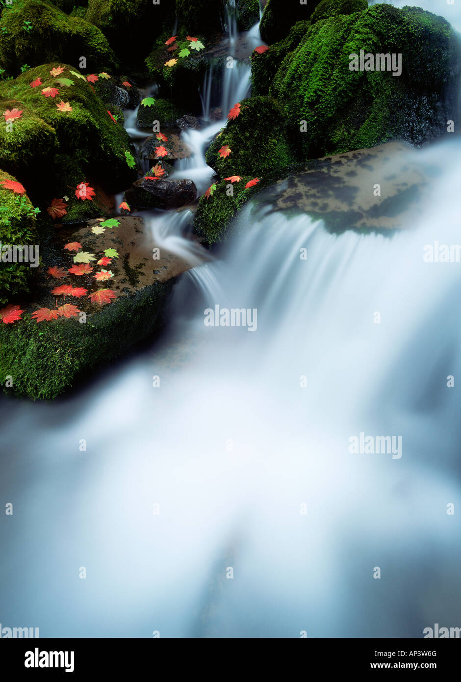 Rivière près de la forêt nationale de Willamette falls proxy Banque D'Images