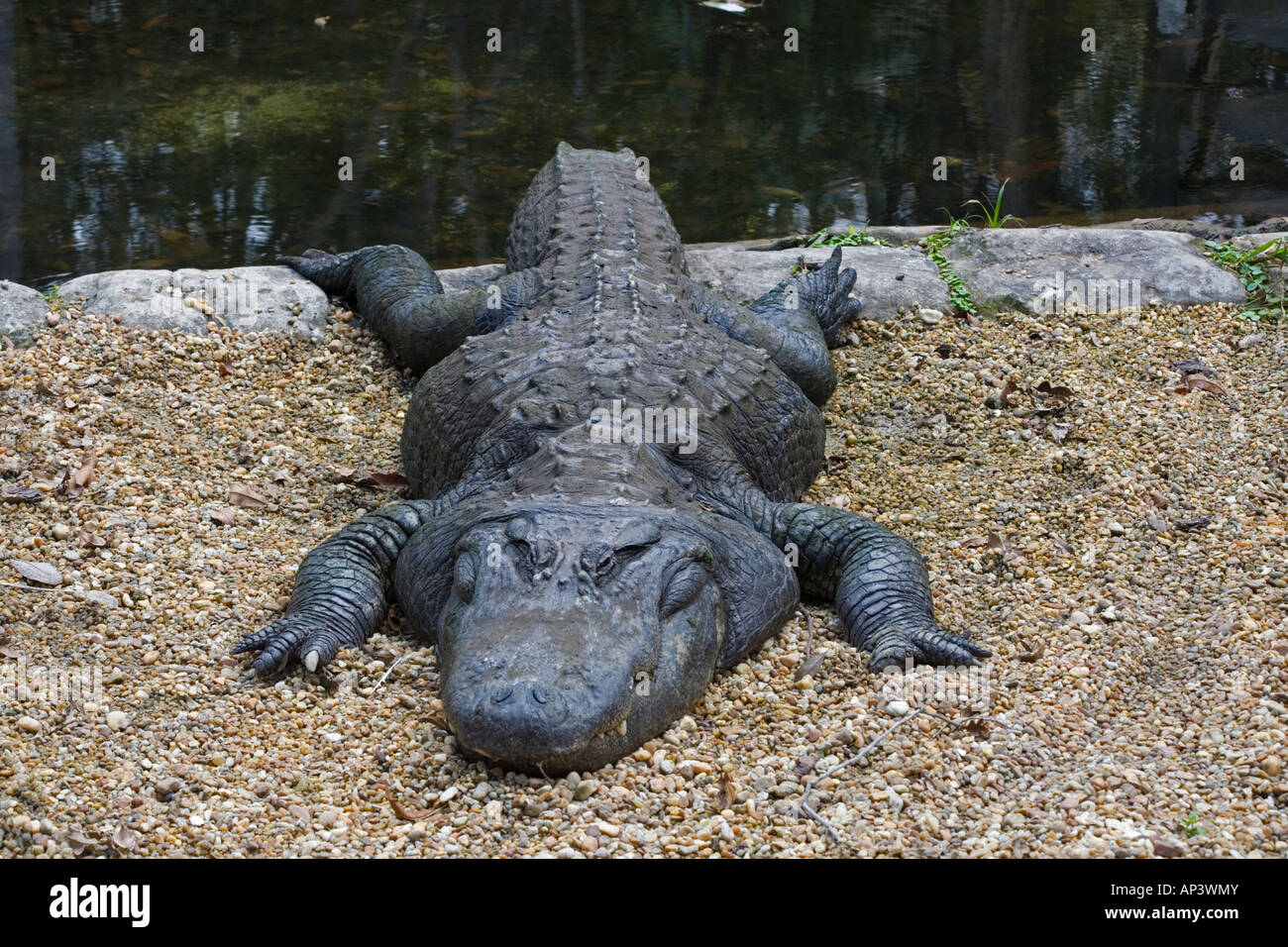 Big Fat à Homosassa Springs Alligator Wildlife Park Homosassa Florida Banque D'Images