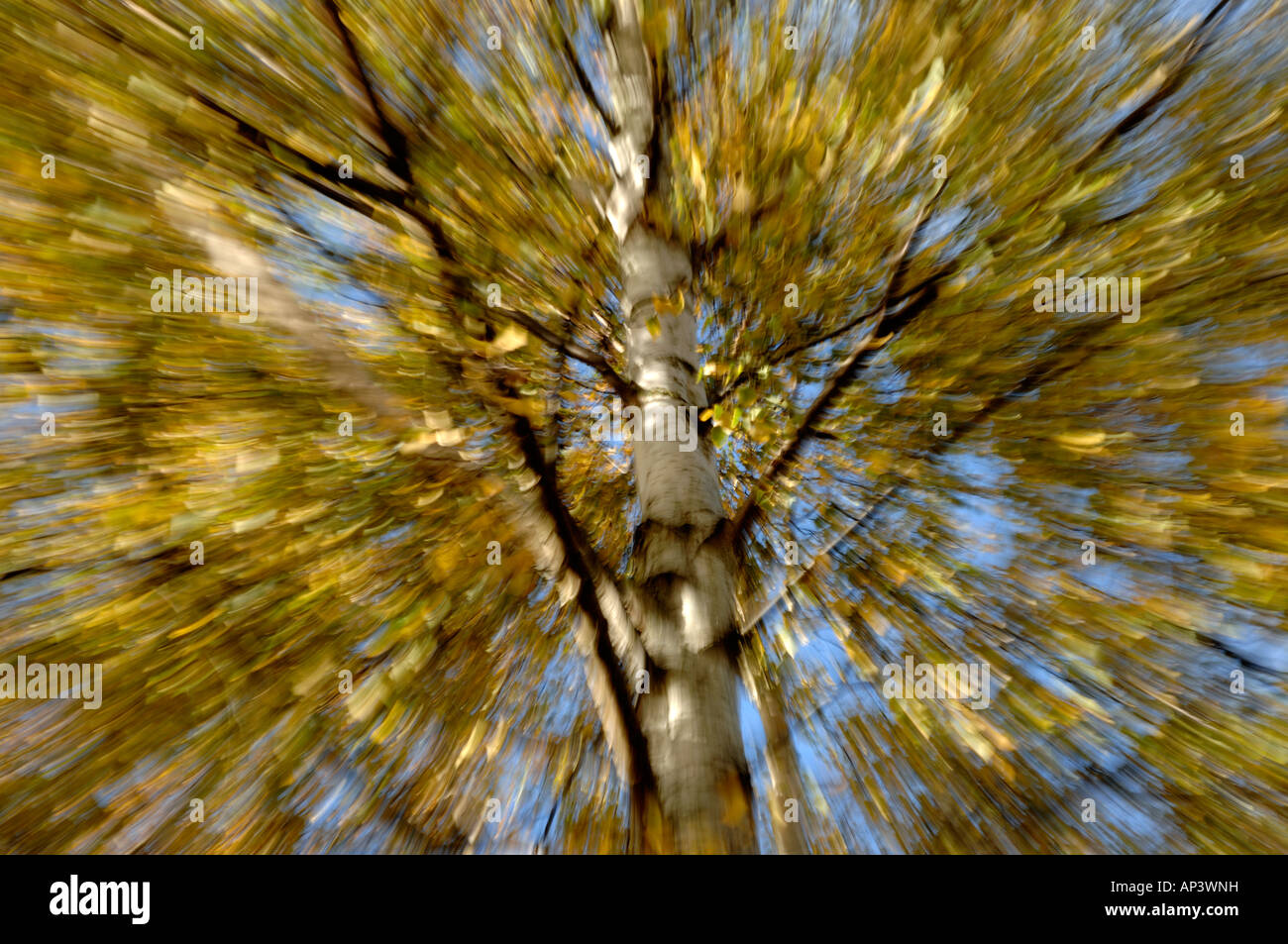 Automne Silver Birch Tree Banque D'Images