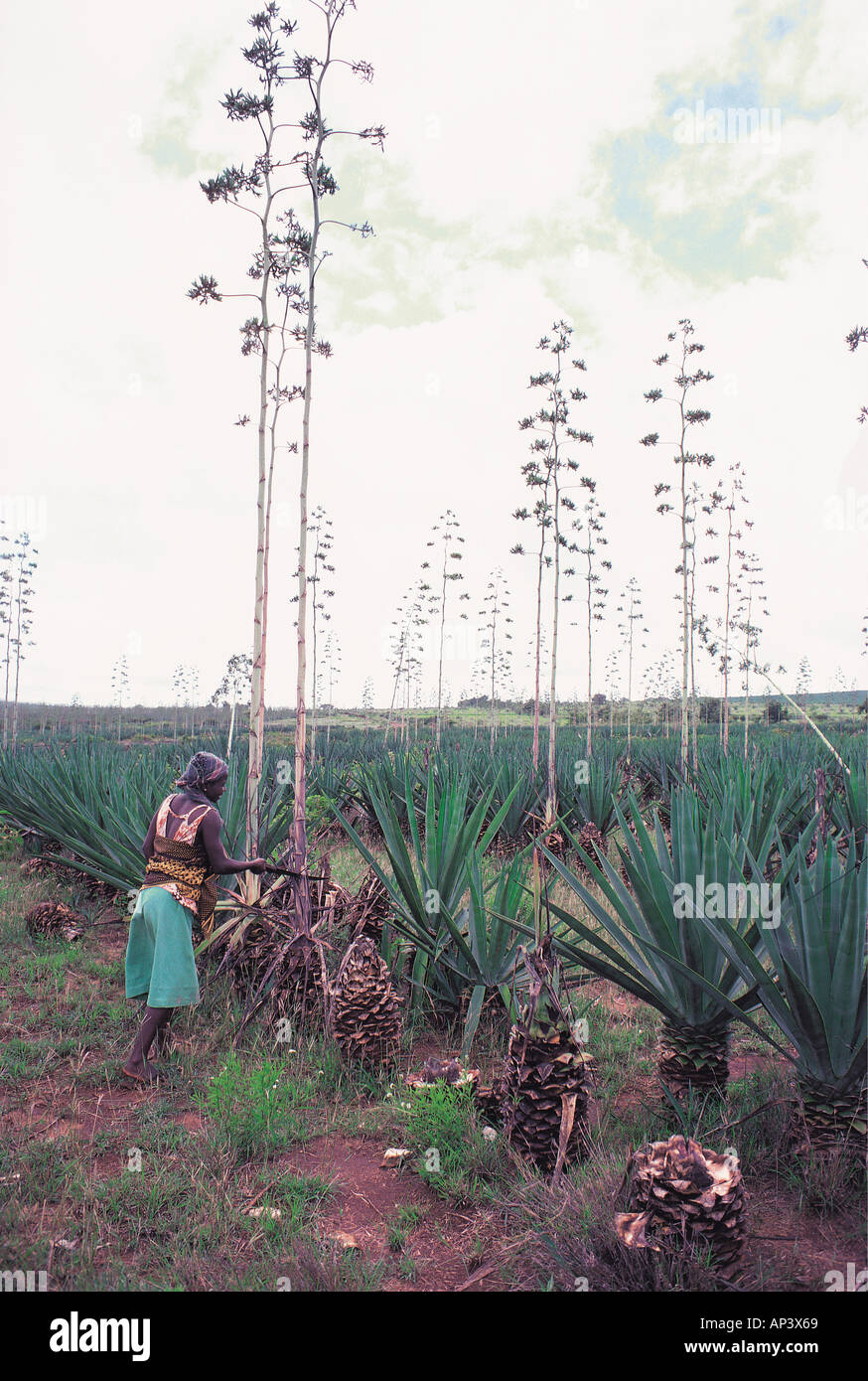 Taita coupe femme près de sisal de l'Afrique de l'Est Kenya Voi Banque D'Images