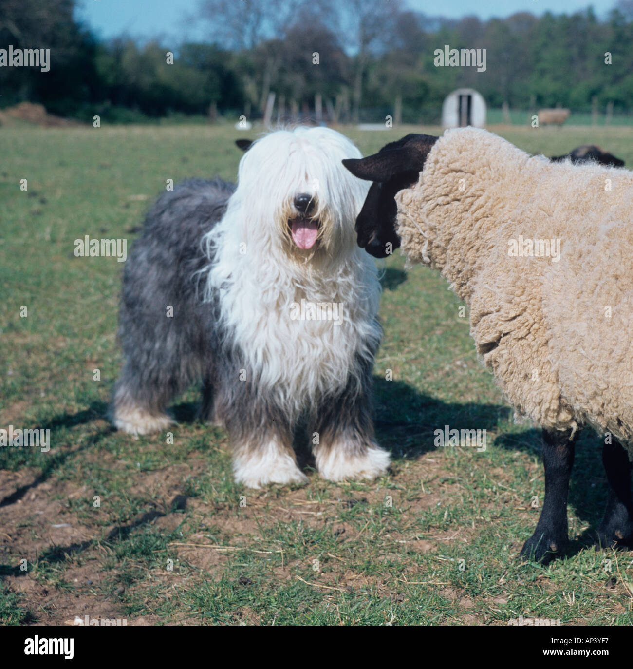 Old English Sheepdog et de moutons Banque D'Images